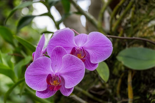 Purple colored orchid phalaenopsis in full bloom in the wild in the tropics