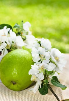 Green apple with a branch of a blossoming apple-tree close-up