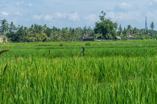 Green rice fields with rich vegetation in Bali with blue sky