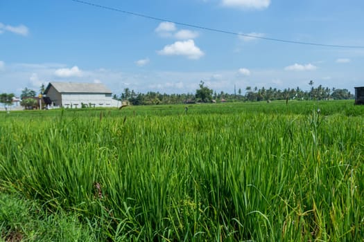 Green rice fields with rich vegetation in Bali with blue sky