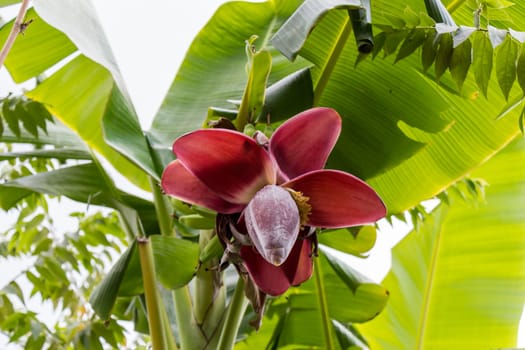 A view of a colourful banana blossom in Bali on a green banana palm