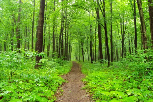 a path is in the green forest