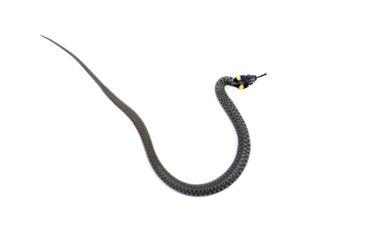 snake isolated on white background