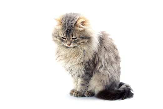 cat  isolated on a white background