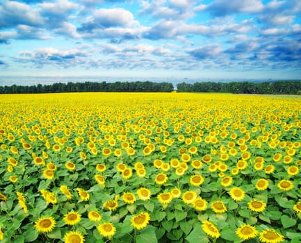 sunflower field over cloudy blue sky