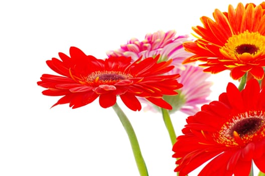 colorful gerberas on white background