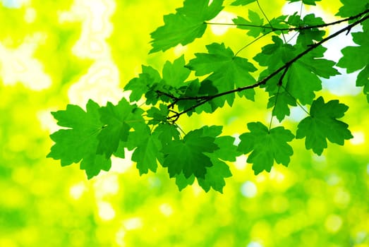green leaves background in sunny day