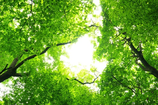 green leaves background in sunny day