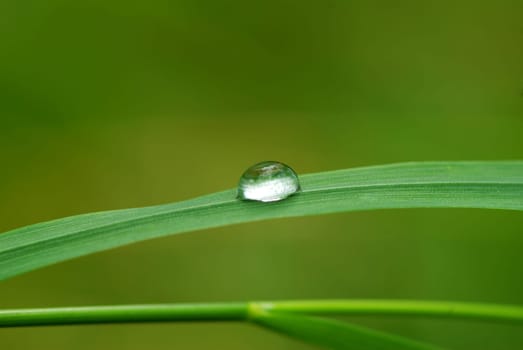 Dew drop on a blade of grass
