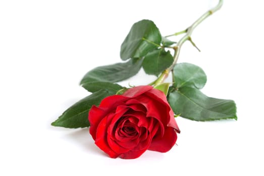 beautiful red rose on a white background