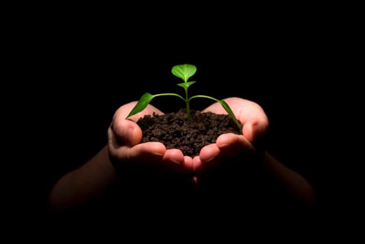 Hands holding sapling in soil