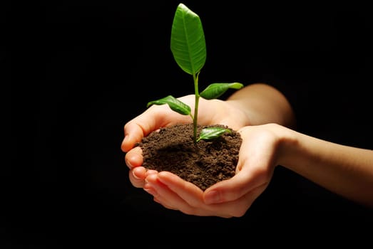 Hands holding plant in soil on black