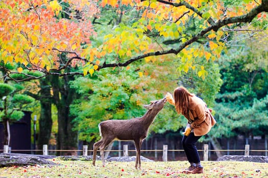Nara, Japan - November 21, 2013: Visitors feed wild deer on November 21, 2013 in Nara, Japan. Nara is a major tourism destination in Japan - former capita city and currently UNESCO World Heritage Site