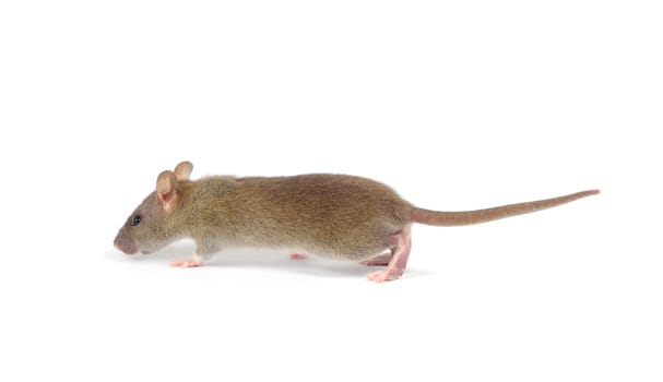 rat isolated on white background