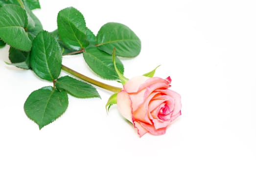 beautiful red rose on a white background