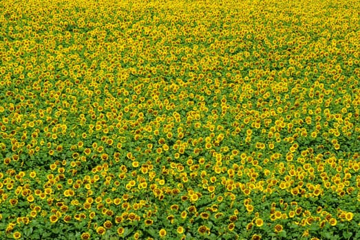 Closeup of a bright yellow sunflower