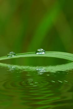 drop on a blade of grass