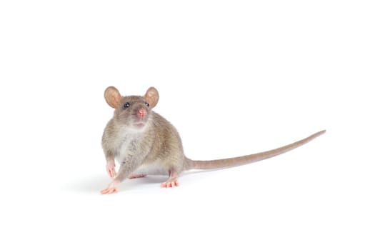 rat isolated on white background