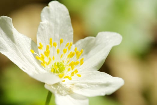 Close-up of beautiful forest white flowers