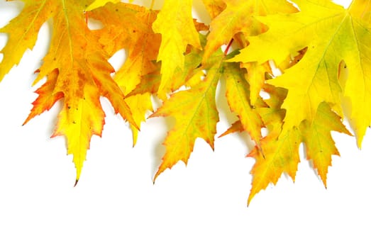 autumn maple leaves isolated on a white
