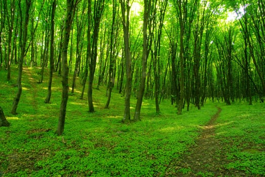 a path is in the green forest
