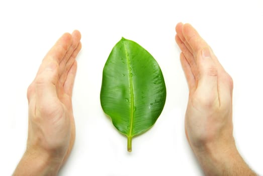 green leaf in hands on white