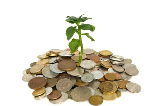 Coins and plant isolated on white background