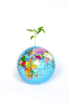 plant from a globe on a white backgroun