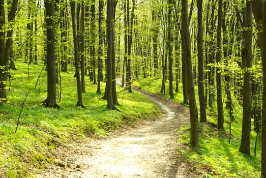 Early morning sun in the green forest