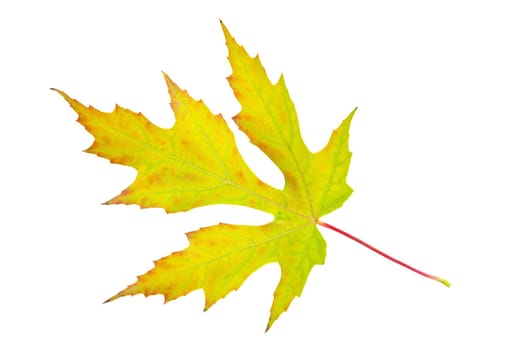 autumn maple leaf isolated on white background