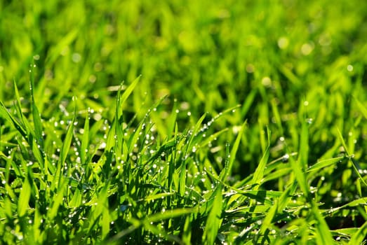 Beautiful green lawn freshly mowed