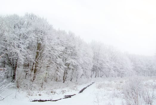 beautiful winter forest  and the road