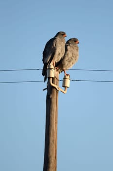 A shot of an African Harrier Hawk in the wild
