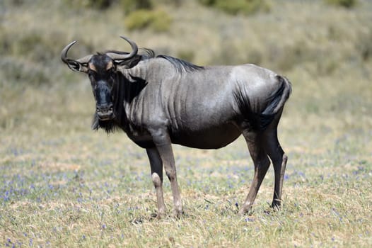 An African Wildebeest in an open field