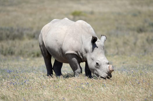 A shot of rhinos in captivity
