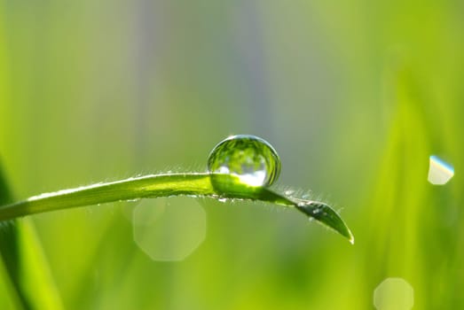 Dew drop on a blade of grass