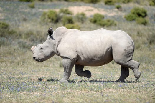 A shot of rhinos in captivity