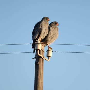 A shot of an African Harrier Hawk in the wild