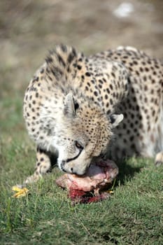 A shot of a wild cheetah in captivity