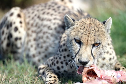 A shot of a wild cheetah in captivity