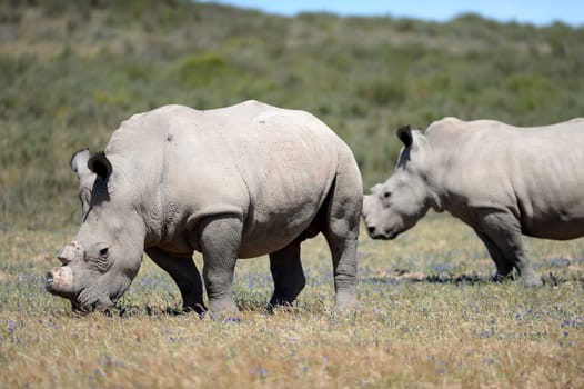 A shot of rhinos in captivity
