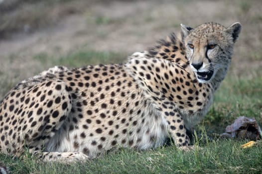 A shot of a wild cheetah in captivity