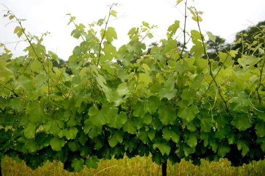 A landscape image of vineyards in South Africa