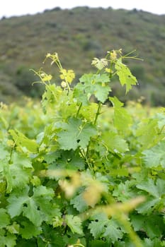 A landscape image of vineyards in South Africa
