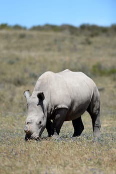 A shot of rhinos in captivity