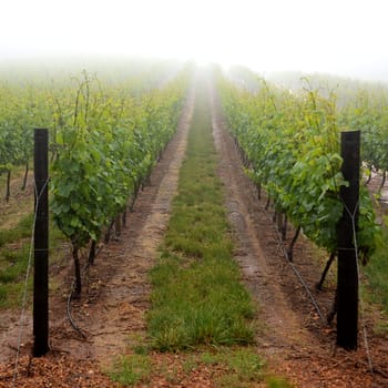 A landscape image of vineyards in South Africa