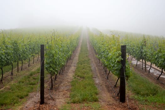 A landscape image of vineyards in South Africa