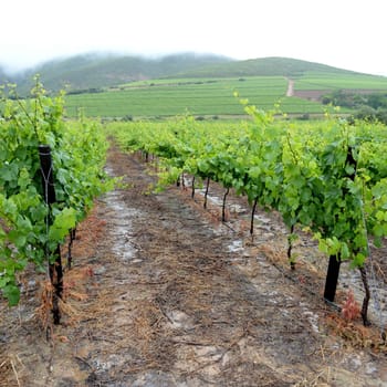 A landscape image of vineyards in South Africa
