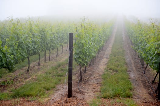 A landscape image of vineyards in South Africa