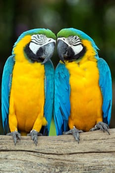 Pair of colorful Macaws parrots